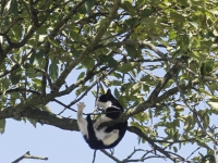 20160808 Brandweer redt kat uit boom Vreedonklaan Dordrecht Tstolk 001