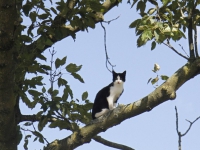 20160808 Brandweer redt kat uit boom Vreedonklaan Dordrecht Tstolk