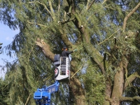 20161107 Boom gesnoeid Vijverlaan Dordrecht Tstolk