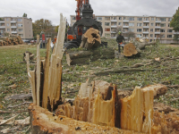 Dertien bomen gekapt