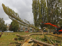 Dertien bomen gekapt