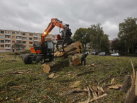 Dertien bomen gekapt