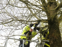 20161904 Kraai gered uit boom Noordendijk Dordrecht Tstolk 001