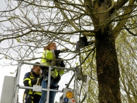 20161904 Kraai gered uit boom Noordendijk Dordrecht Tstolk