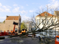 20161104 Bomen gekapt voor het nieuwe Vrieseplein Dordrecht Tstolk 001