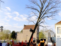 20161104 Bomen gekapt voor het nieuwe Vrieseplein Dordrecht Tstolk