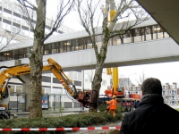 20160902 Bommelding blijkt omgevallen berk Hellingen Dordrecht Tstolk 002