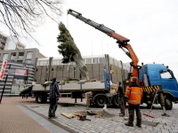 20150212-Kerstbomen-geplaatst-Bagijnhof-in-Dordrecht-Tstolk