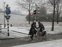 Planten laatst boom Stationsplein Zwijndrecht