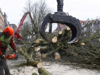 20161802 Kastanjes gekapt aan Wolwevershaven Dordrecht Tstolk 004