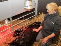 3 Biggetjes geboren dordrecht