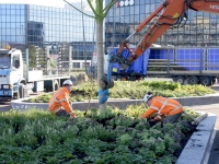 Bomen maken Stationsplein Zwijndrecht compleet