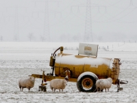 Schapen in de sneeuw aan de Oude Veerweg