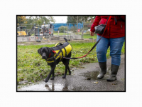 14102024-Hondenlosloopterrein-wordt-speeltuin-voor-de-jeugd-Haringvlietstraat-Dordrecht-Stolkfotografie-001