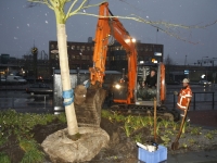 Planten laatst boom Stationsplein Zwijndrecht