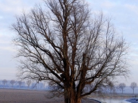 20161901 winterse foto oude veerweg Biesbosch Dordrecht Tstolk